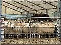 SN6404 : Sheep enclosure by Alan Hughes