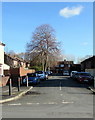 Deciduous trees in Price Close, Newport