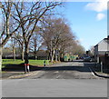 Deciduous trees alongside Marion Street, Newport