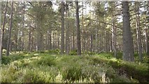 NH9917 : Abernethy Forest by Richard Webb