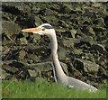 Grey heron by the Camel, Wadebridge