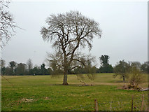 SU3642 : Tree,  Goodworth Clatford by Robin Webster