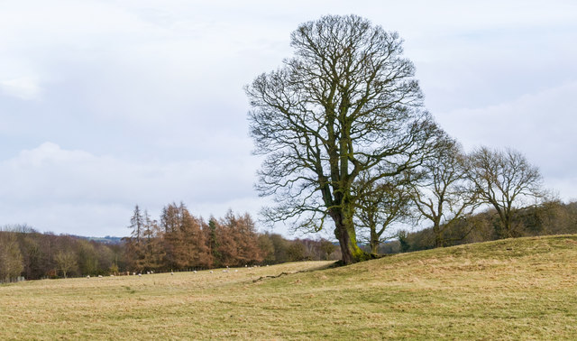 Prominent tree near south bank of River Wear