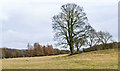 Prominent tree near south bank of River Wear