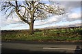 NY6126 : Looking NE from Roman Road, SE of Temple Sowerby by Roger Templeman