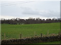 Grazing near Belroyd Farm