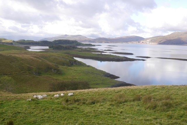 Sheep, Lismore © Richard Webb cc-by-sa/2.0 :: Geograph Britain and Ireland