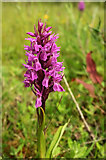 SX9066 : Orchid, Nightingale Park by Derek Harper