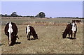 Gloucester Cattle, nr Didmarton, Gloucestershire 2003