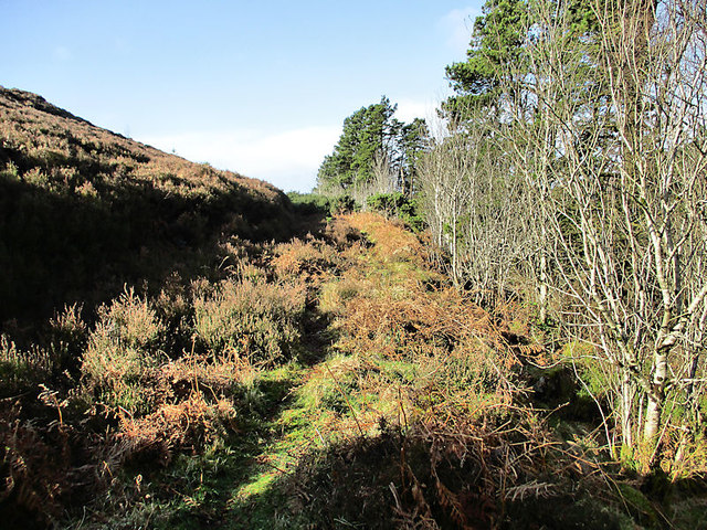 Forest Edge © kevin higgins :: Geograph Ireland