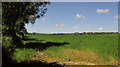 Field near Oak Tree Farm