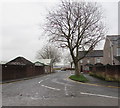 ST3287 : Deciduous tree at a bend in Telford Street, Newport by Jaggery