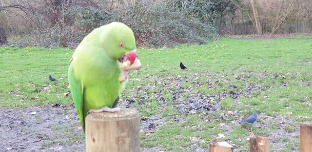 Parakeets, Hyde Park