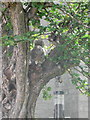 Grey squirrel, St John the Baptist churchyard