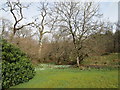 Snowdrops and birch trees, Maxwelton Chapel