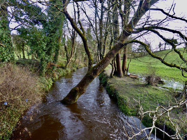 Tree growing in Ballinamullan Burn © Kenneth Allen cc-by-sa/2.0 ...