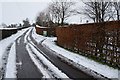 Copper beech hedge along Creevangar Road