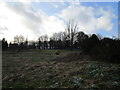 Rough grassland with snowdrops, Drumpellier