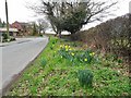 Bratch Common Road Daffs