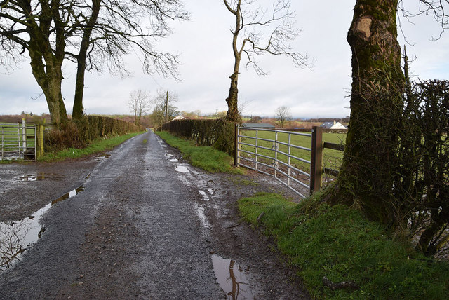 Road, trees and gate, Curr © Kenneth Allen :: Geograph Ireland