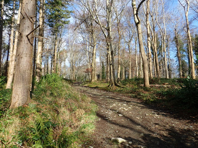Track running parallel with the eastern boundary wall of Tollymore Park