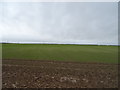 Crop field off  Hunmanby Road, Burton Fleming