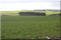 Field, next to B4338, and conifer plantation