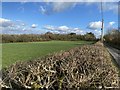 Field, hedgerow and lane