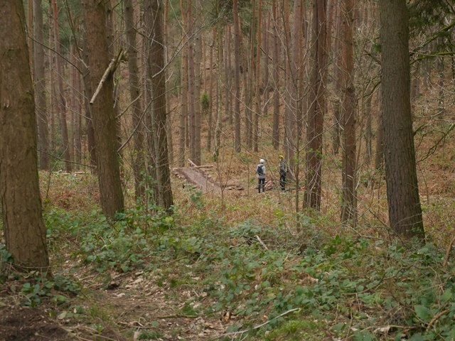 Rough Hill Wood