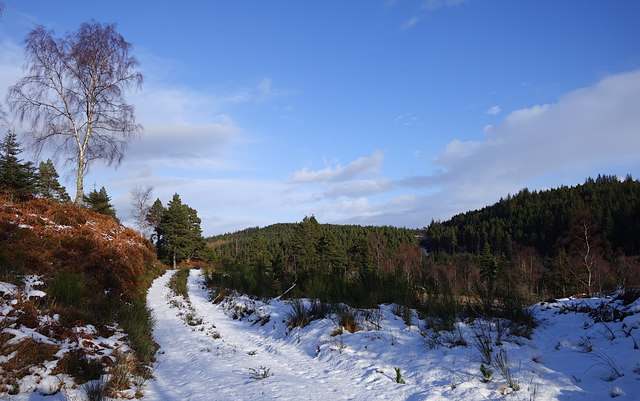 Snowy track, Belladrum Woods