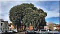 Magnificent tree in East Pallant Car Park