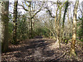 Bridleway towards Lingfield Road