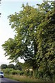 Tree by Godalming Road, Loxhill