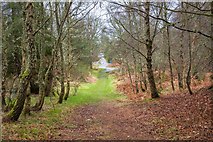 NH7675 : Ballchraggan Wood - Kildary by valenta