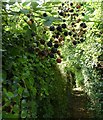 Blackberries and footpath