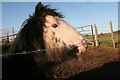 Belton Open Field (3): funny faced pony