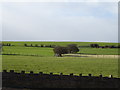 Grazing off Leeds Road, Heckmondwike