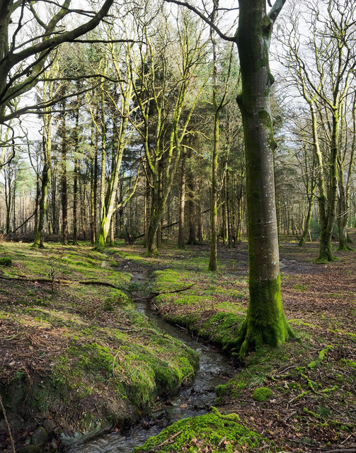 Streamlet through woodland