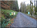 Road entering the forest at Gairletter