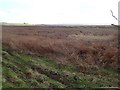 Burton marshes from Denhall Lane