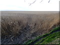 Reed beds in the River Dee