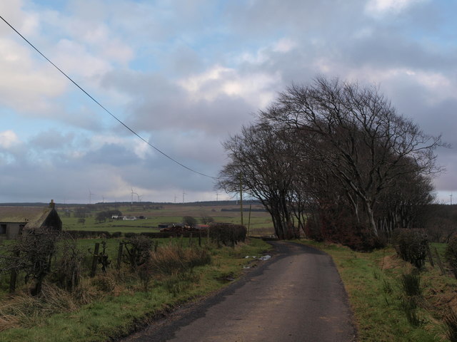 Trees by the road at North Highcraig Cottage