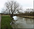 The Great Stour, Canterbury