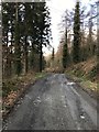 Wooded track near Bala Lake