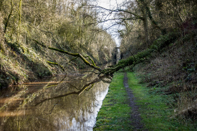 Fallen Tree Blocking the Shropshire Union Canal