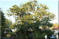 Large tree on Finchampstead Road, Eastheath