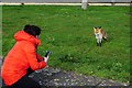 Urban fox at Gallions Point