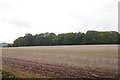 Oilseed rape stubble, Morville