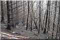 NN7846 : Sitka spruce, Drummond Hill by Richard Webb