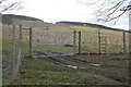 Legholmshiels Woodland, Shaw Hill